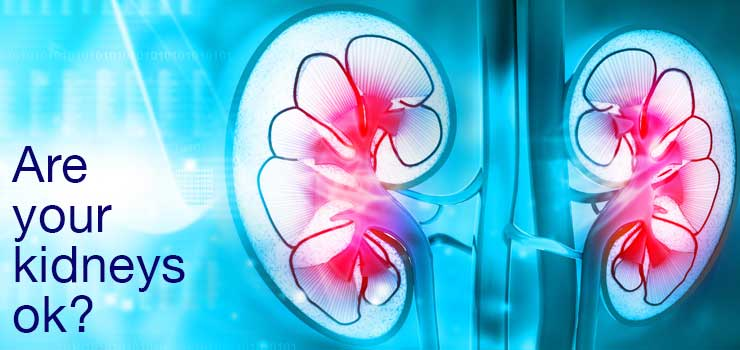 Top 20 Cool Facts About Your Kidneys