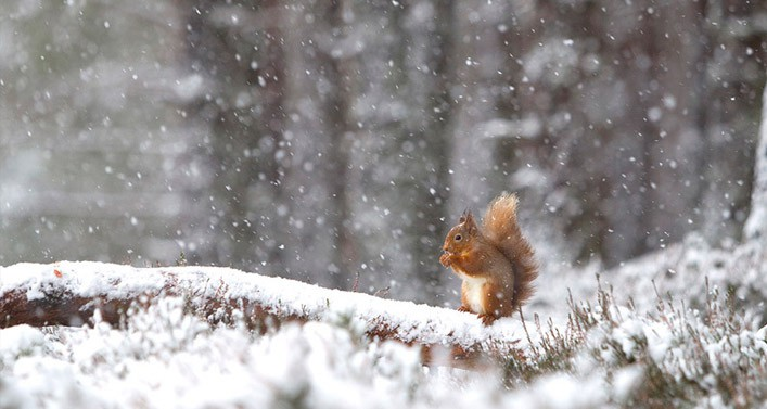 Red Squirrel in the Snow