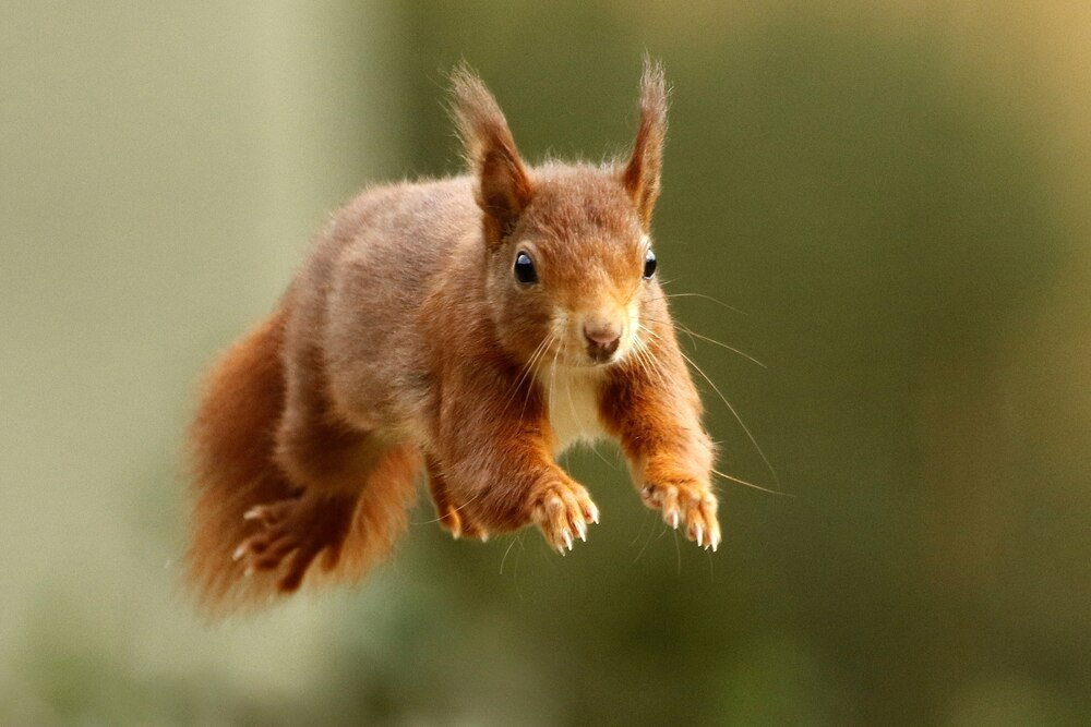 20 Cute & Fun facts about Squirrels