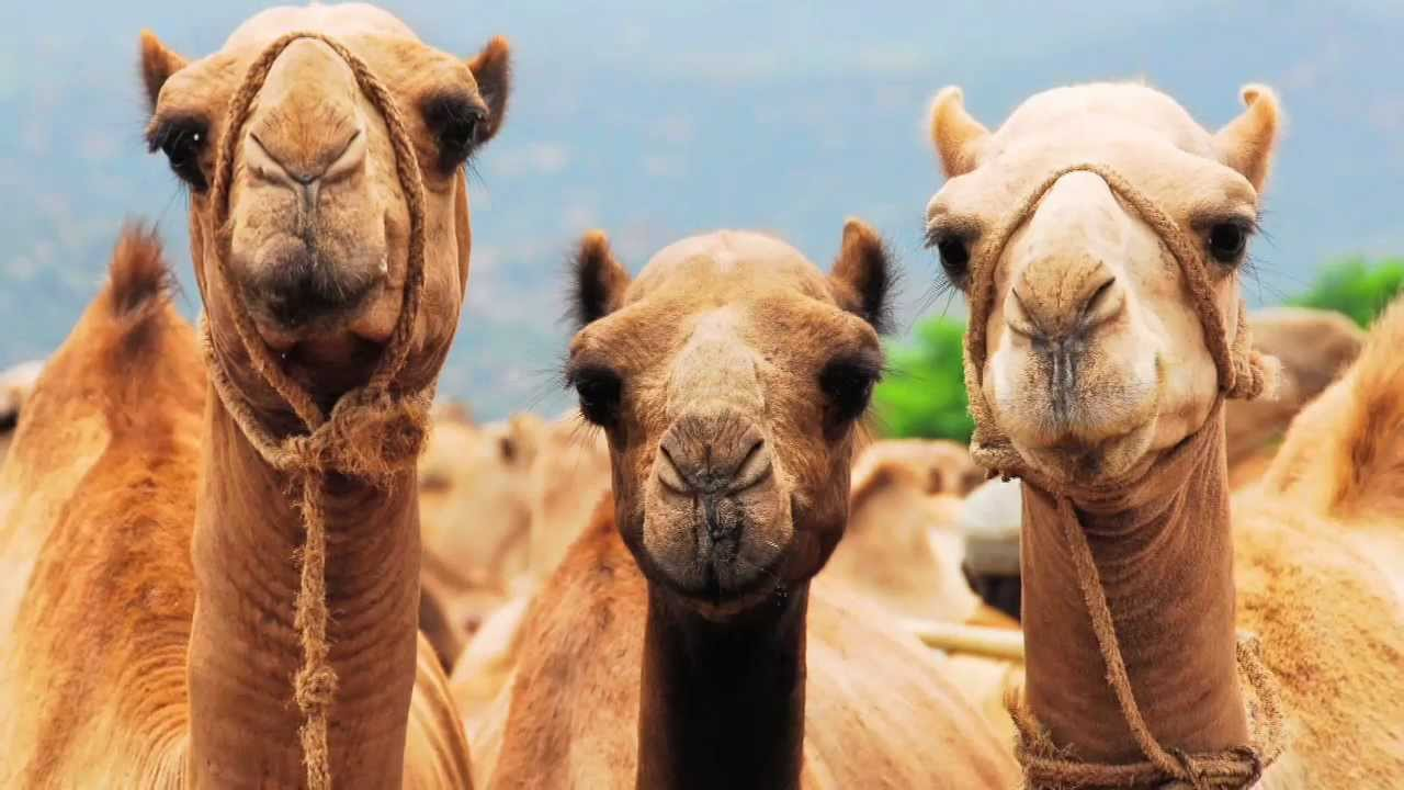 30 Most random facts about Camels