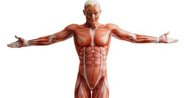 Top 10 Incredible Facts About the Human Body