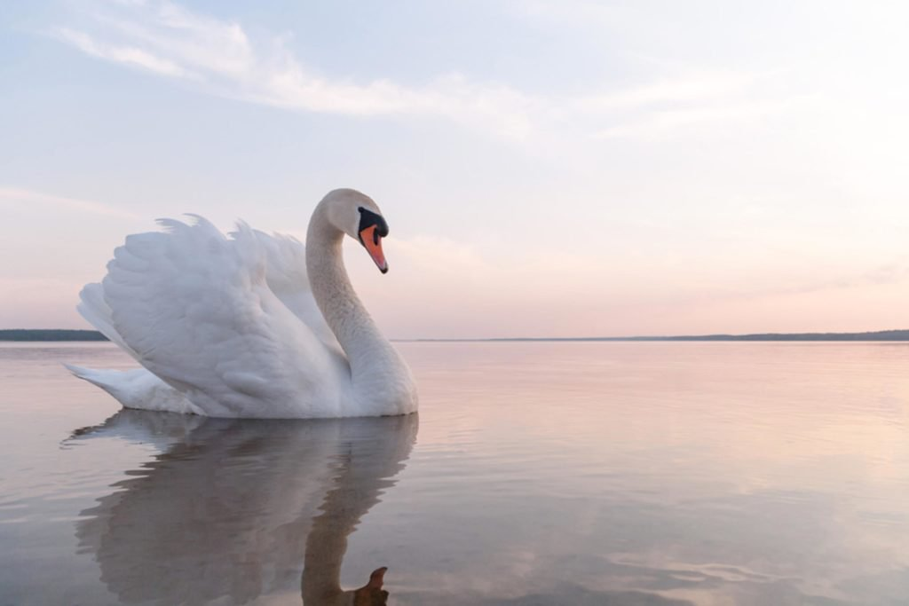 15 Most Incredible Swan Facts