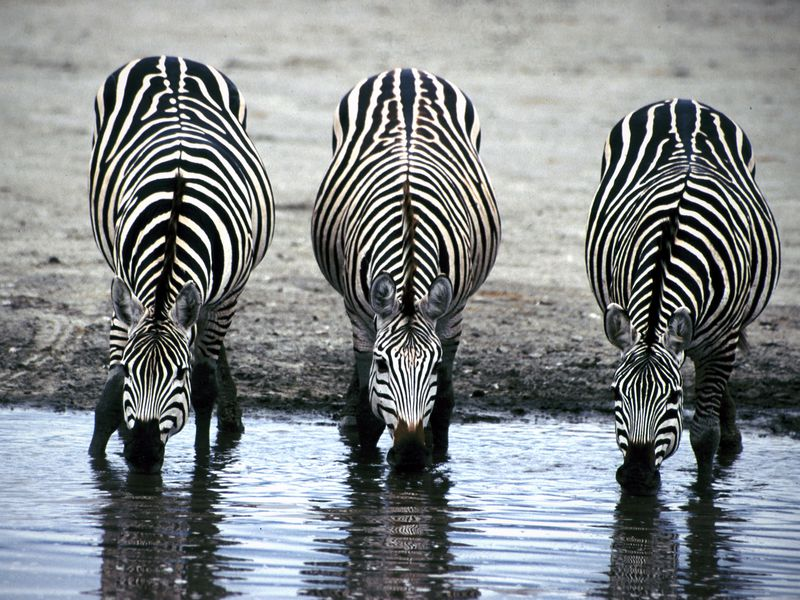 25 Most Incredible and Amazing Facts About Zebras