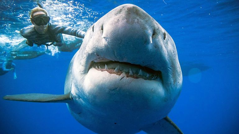 30 True facts about Sharks