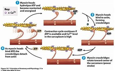 Image result for steps of muscle contraction