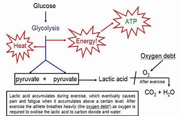 Image result for oxygen debt diagram anatomy