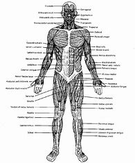 Image result for gross anatomy diagram of the musclar system