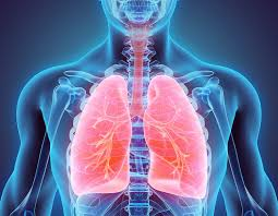 Image result for the respiratory system