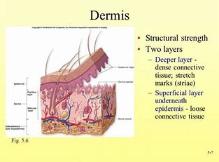 Image result for Dermis Layer