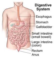 Image result for digestive system