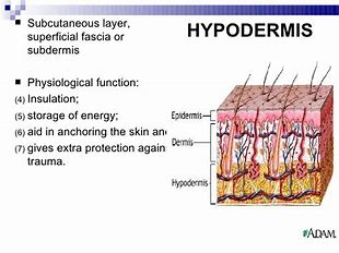 Image result for Hypodermis Layer