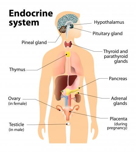 Image result for the endocrine system