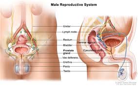 Image result for the reproductive system