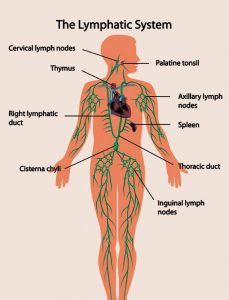 Image result for the lymphatic system