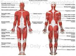 Image result for the muscular system