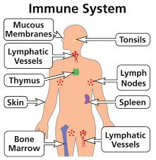 Image result for the immune system