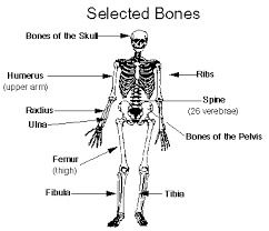 Image result for the Skeletal system