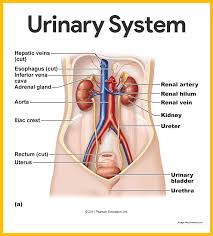 Image result for the urinary system