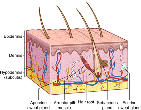 Image result for the integumentary system