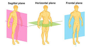 Image result for three primary body planes