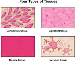 Image result for the four tissues of the body