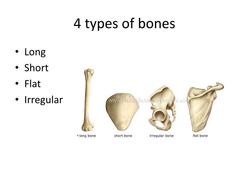 Image result for 4 different bone types