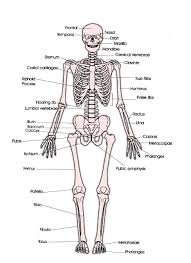 Image result for labeled skeletal system