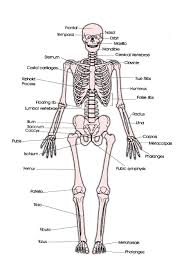 Image result for labeled skeletal system