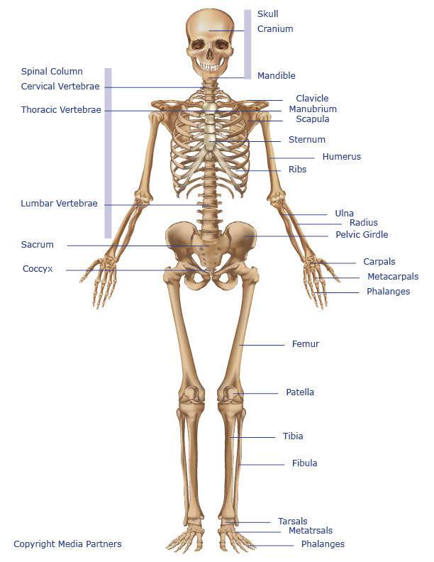 Image result for example of each joint in the skeletal system