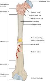 Image result for labeled diagram of a long bone