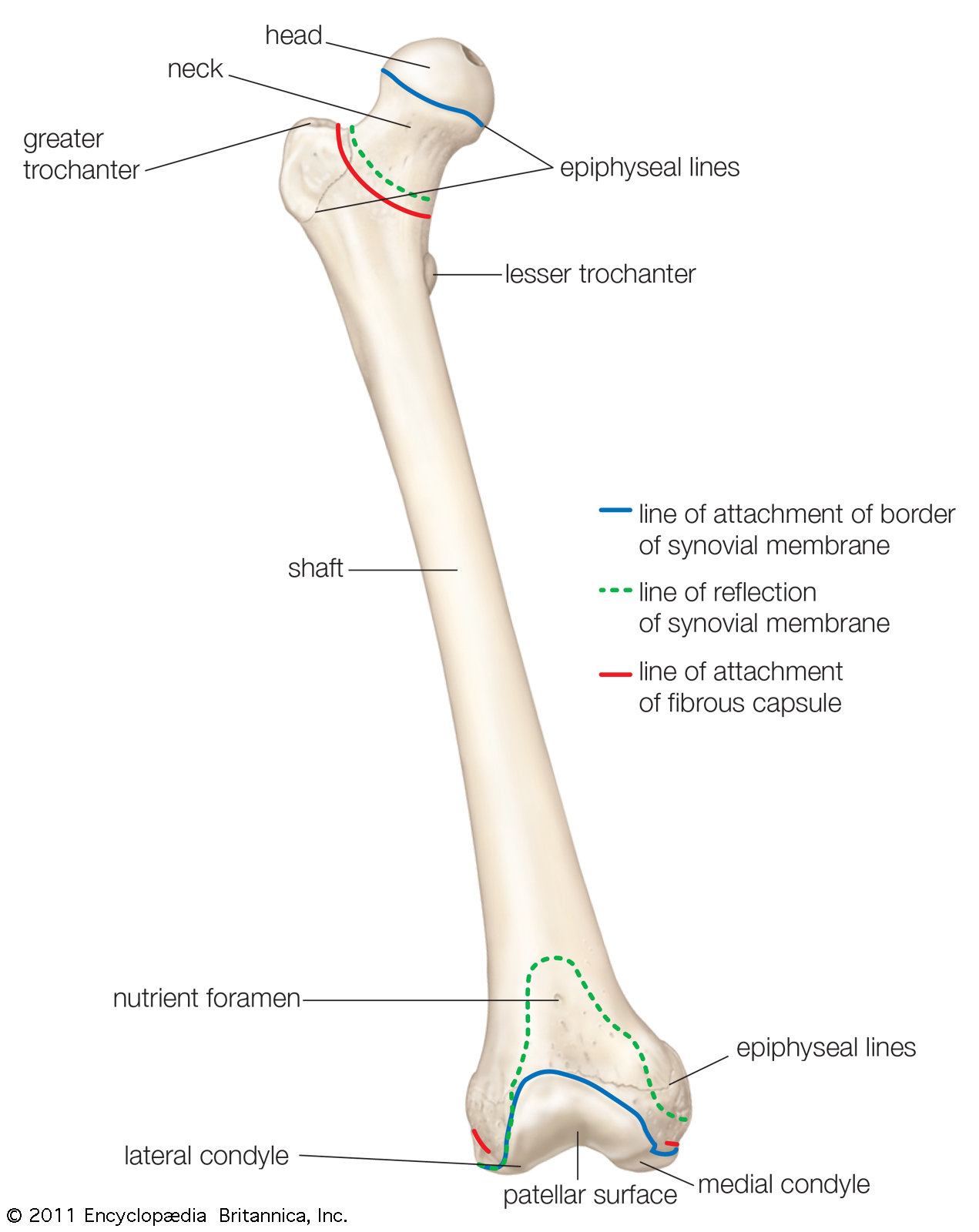Image result for identify and explain the function of each component in the labeled long bone