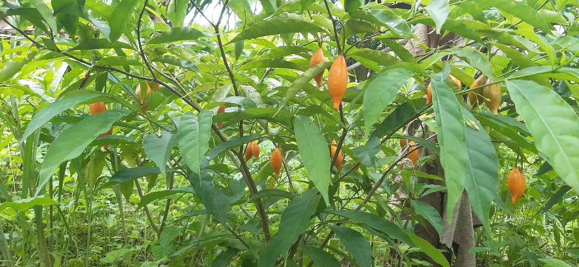 the Iboga Plantation Project Bulk African Trade