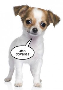 Conseils chihuahua