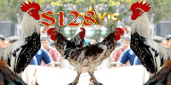 aduan ayam s128