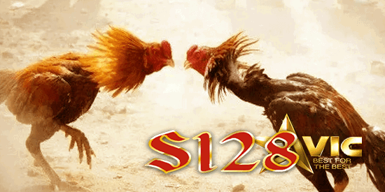 s128 sabung ayam