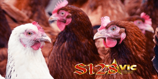 sabung ayam s128