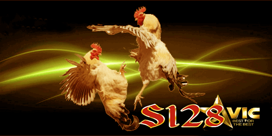 aduan ayam s128