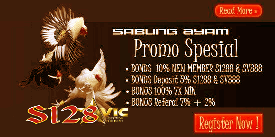 s128 sabung ayam