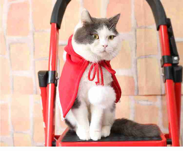 Ensembles de pyjama Halloween pour toute la famille