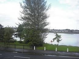 Image result for trees in lough atalia