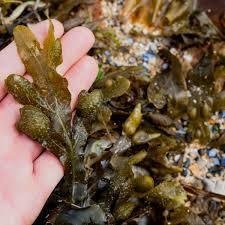 Image result for seaweed at lough atalia