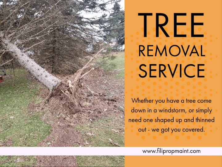 Tree Removal Service