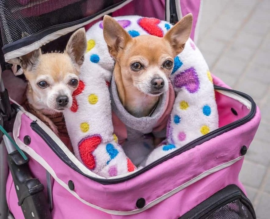 strollers for dogs
