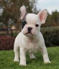 Finding the Best Puppies - frenchbulldogblog