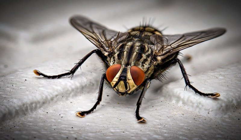 How to Get Rid of Flies: Your Ultimate Guide