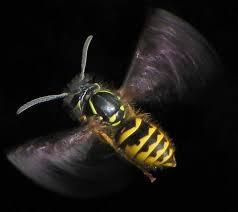 Vespula vulgaris - Wikipedia, la enciclopedia libre