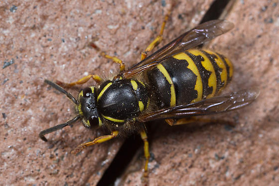 Vespula vulgaris maybe? - Vespula alascensis - BugGuide.Net