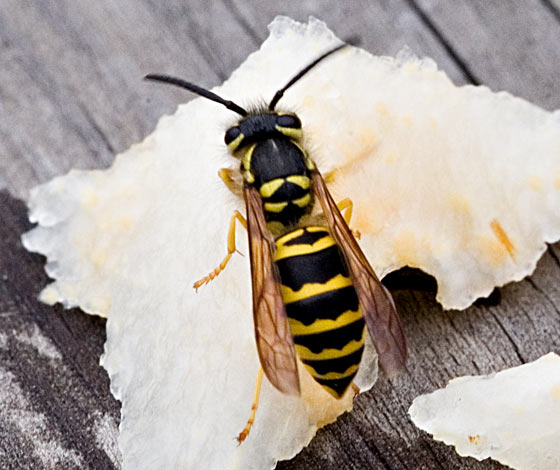 Vespula maculifrons - BugGuide.Net