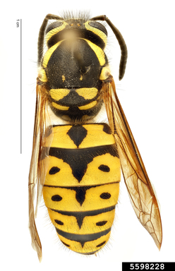 western yellowjacket Vespula pensylvanica (Saussure)