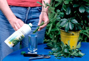 Plantation du schefflera